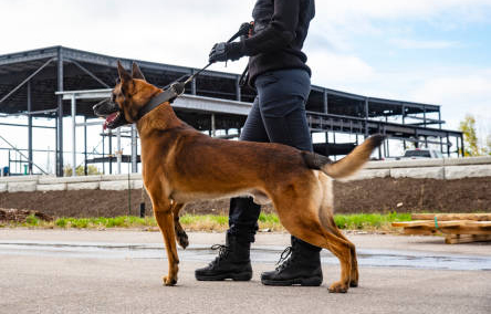 A female K-9 security professional with a Belgian Malinois outside a building under construction.
